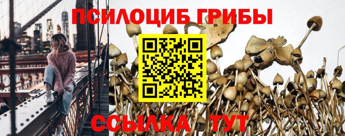 Лосино-Петровский  Галлюциногенные грибы MAGIC MUSHROOMS  Вход с VPN  Псилоцибиновые грибы мицелий 